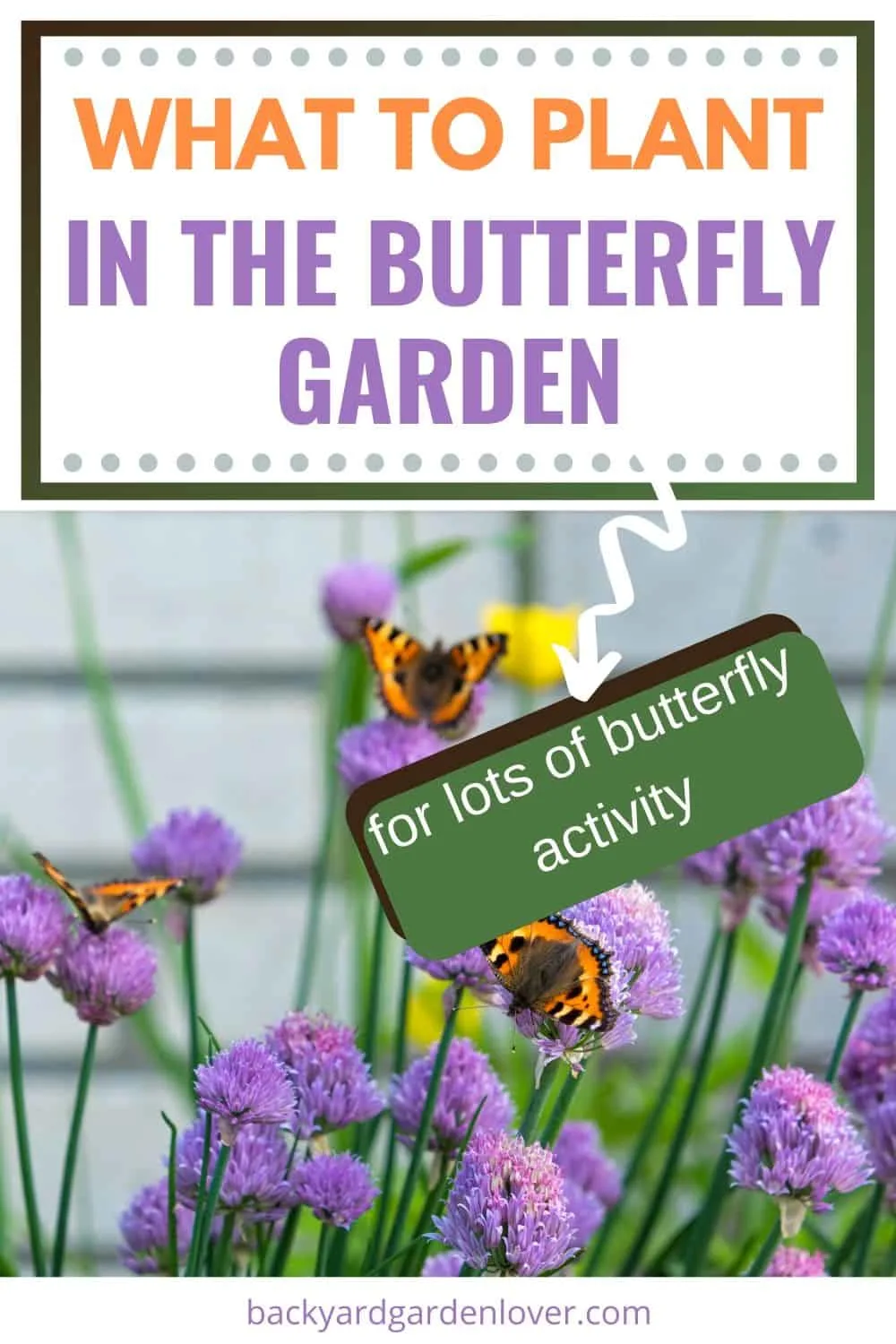 What to plant in the butterfly garden