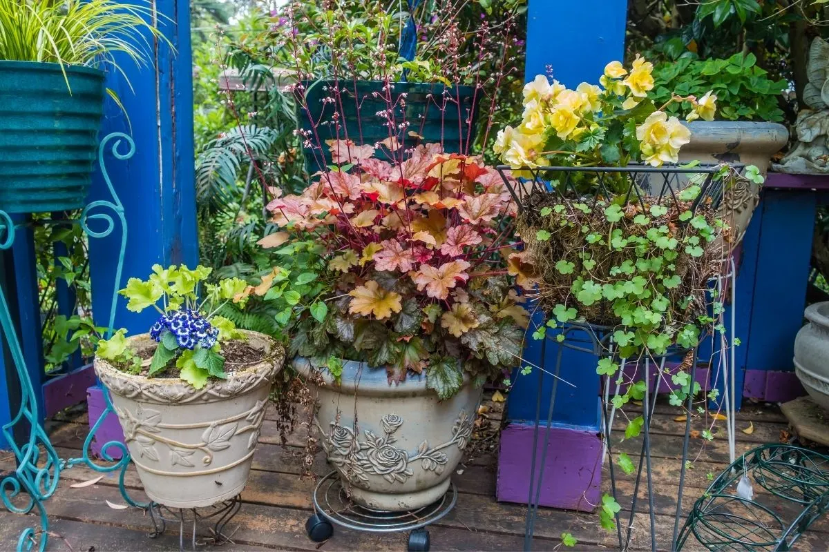 potted plants with colorful foliage 
