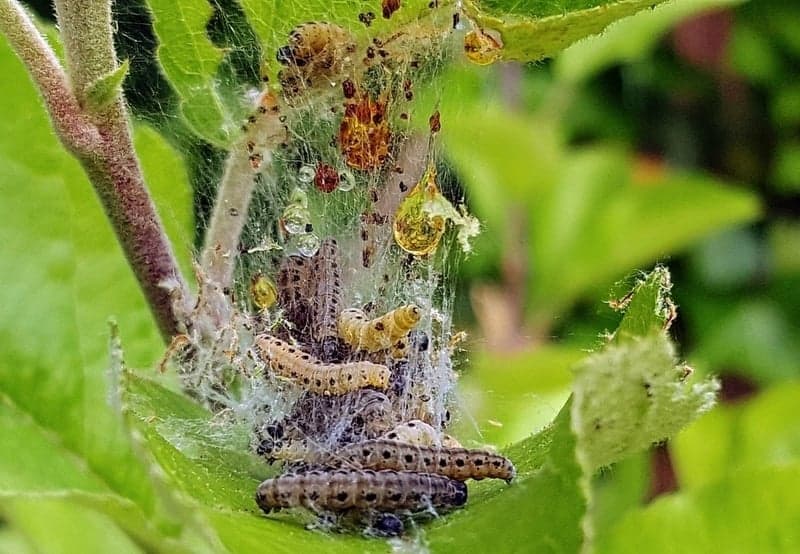 Plant attack and destroyed by worms 