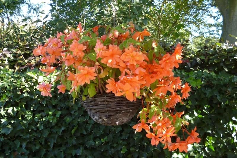 Hanging wicker basket