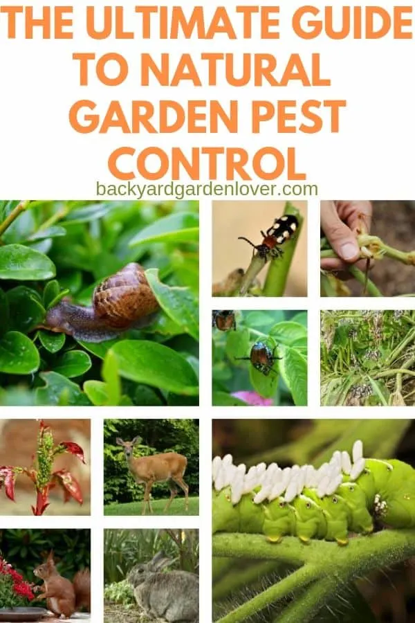 Collage of garden pest images: snail, beetles, aphids, deer, and hornworm 