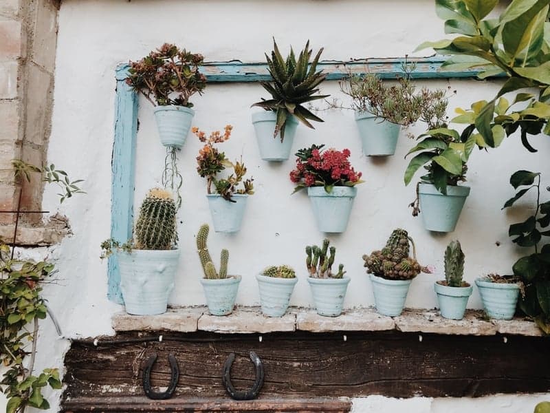 Potted plants against a white wall