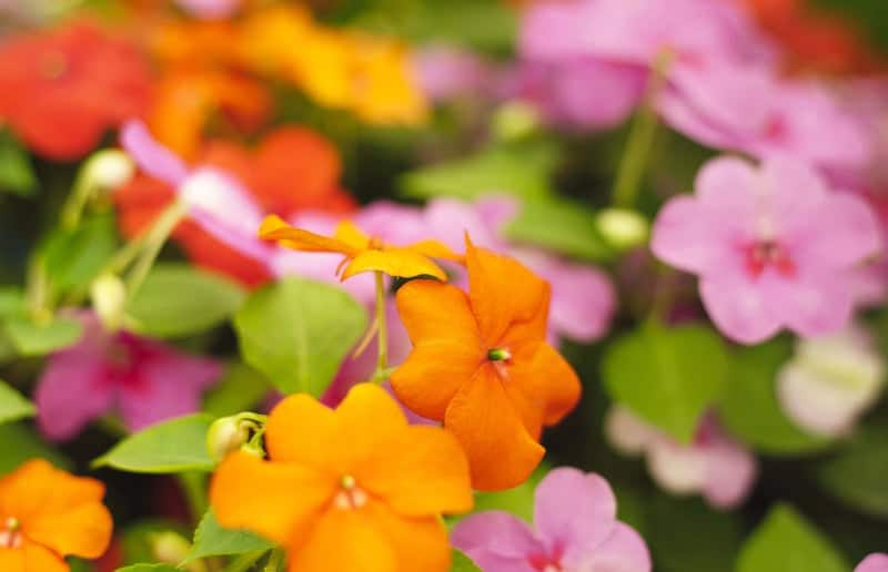 Summer flowers in shades of yellow, pink and orange