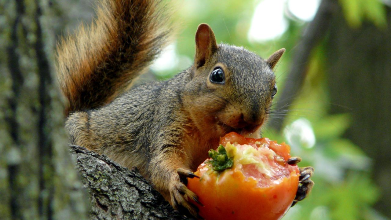 squirrel eating a tomatoe