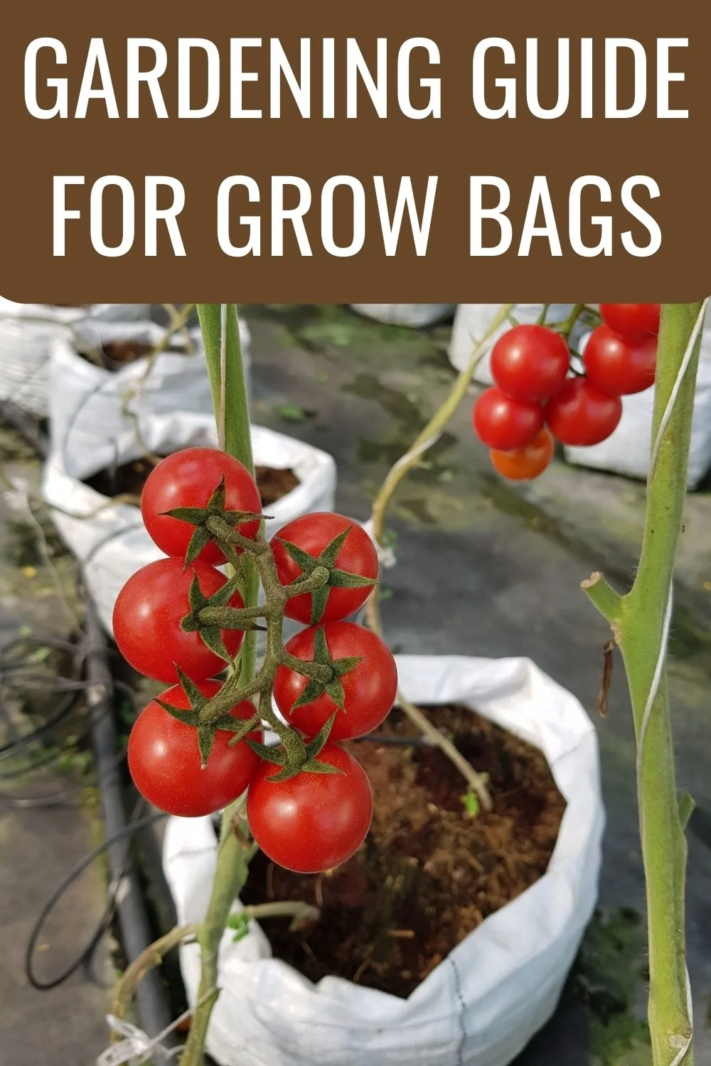 Gardening guide for grow bags