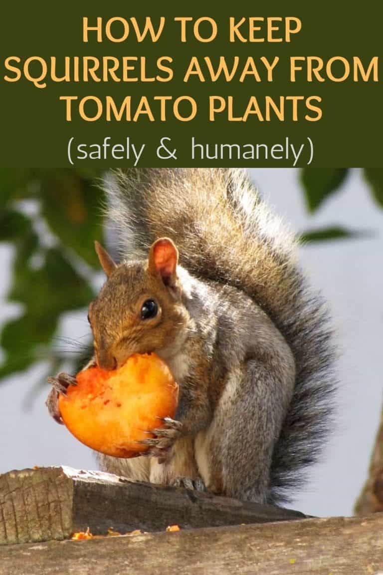 How To Keep Squirrels Away From Tomato Plants (Safely & Humanely)