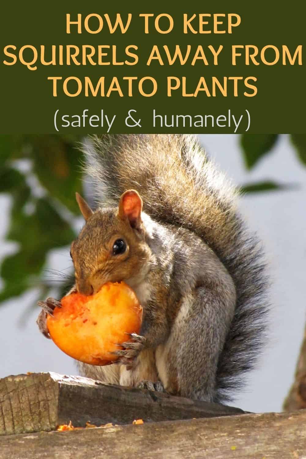 how to keep squirrels away from tomato plants safely and humanely