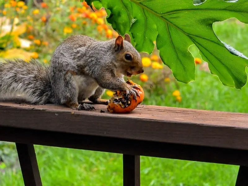 Squirrel eating a tomato