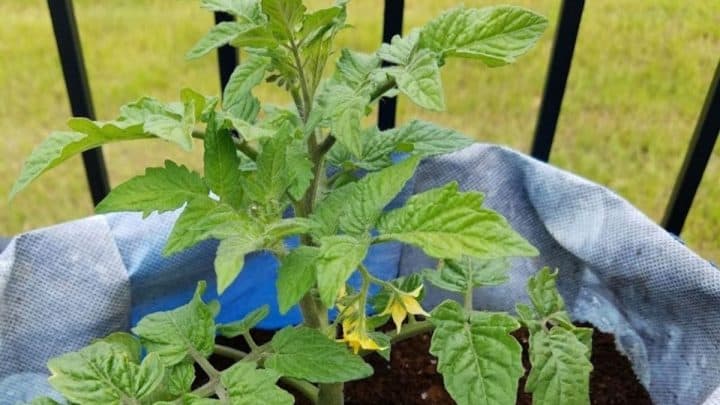 The Ultimate Gardening Guide for Grow Bags