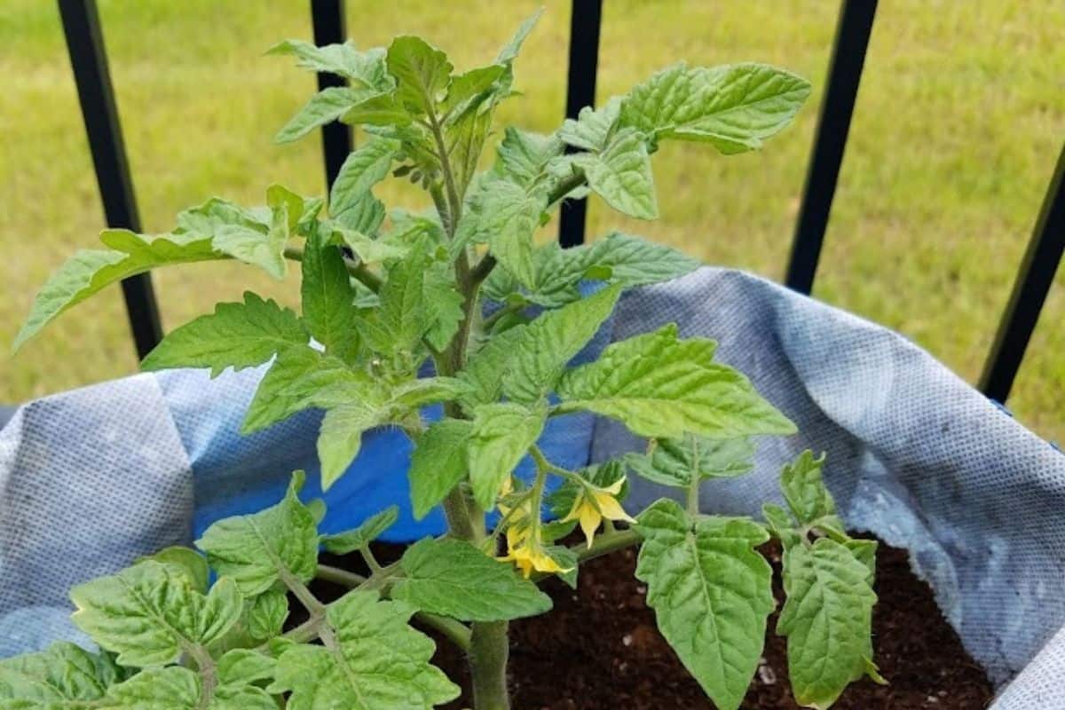 tomato planted in a grow bag