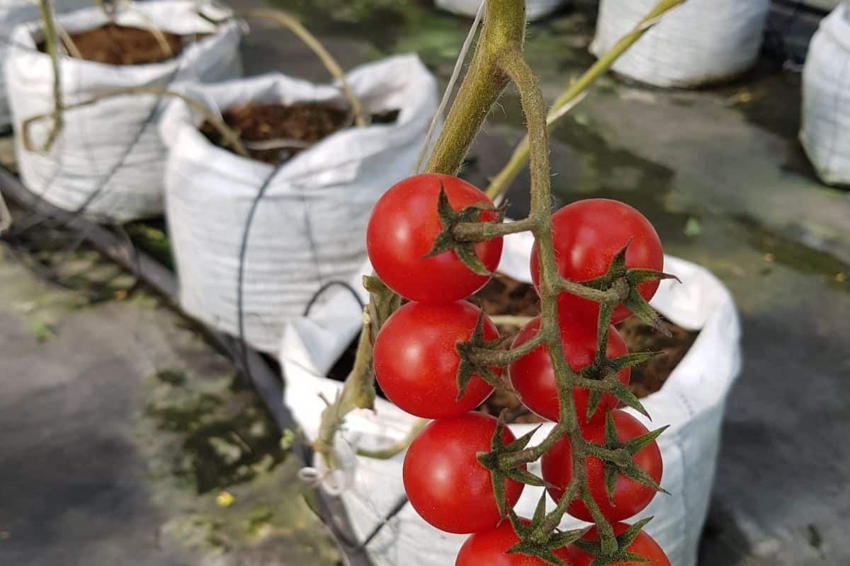 tomatoes planted in grow bags