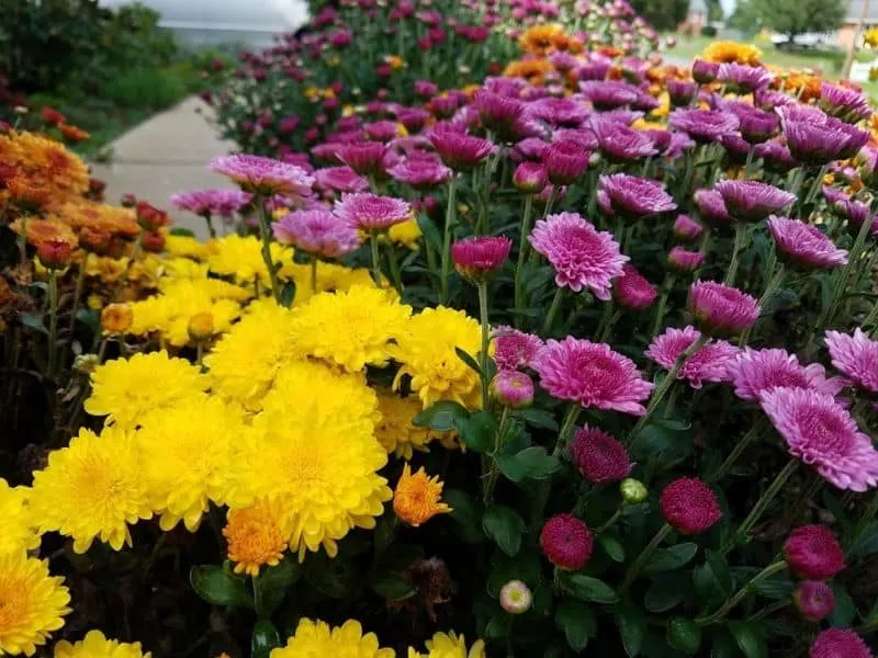 Chrysanthemums growing in my front yard