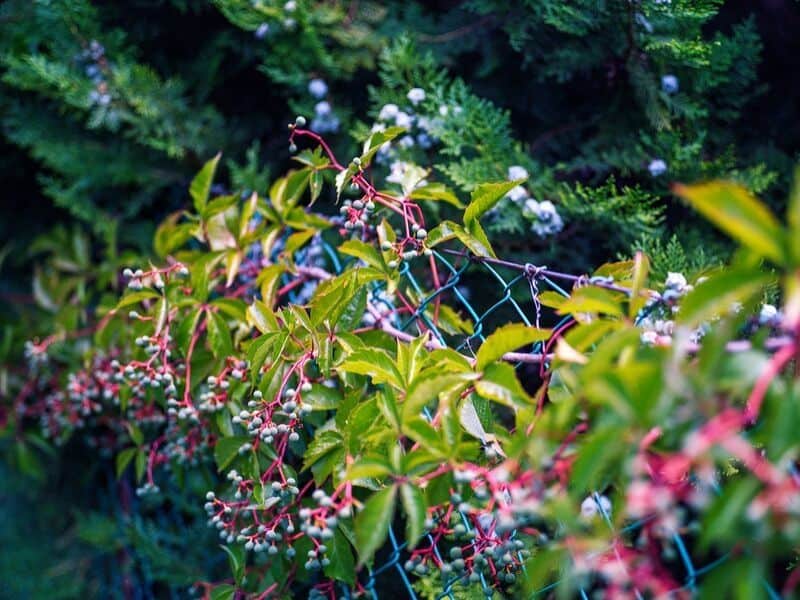 Berries peeking through the fence