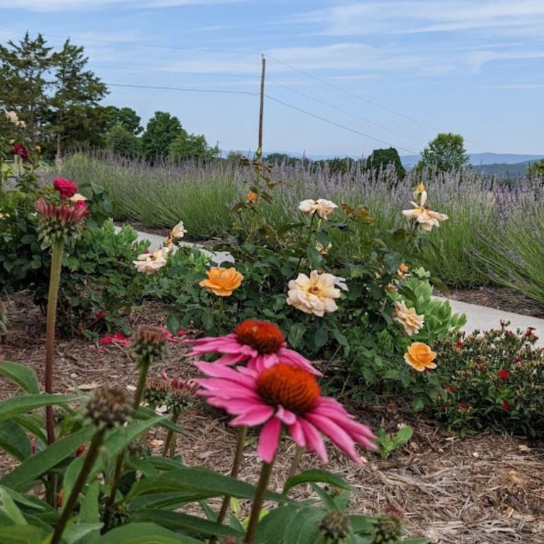 Flowers in my front yard: echinacea, roses and lavender.