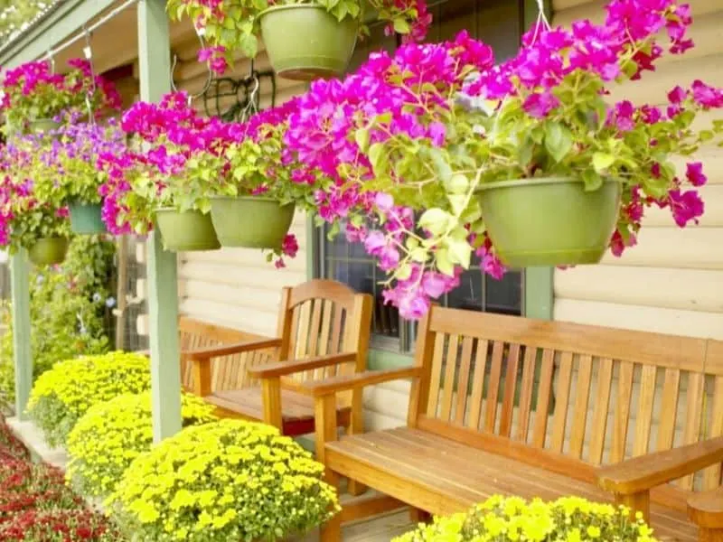 Colorful hanging baskets