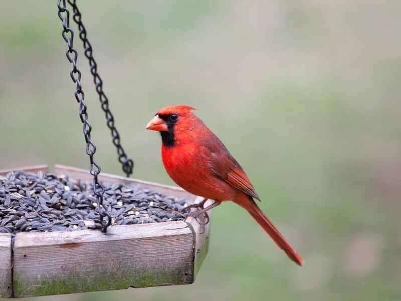 homemade cardinal bird feeder