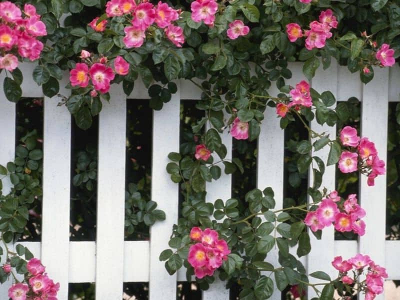 Pink flowers decorate a white fence