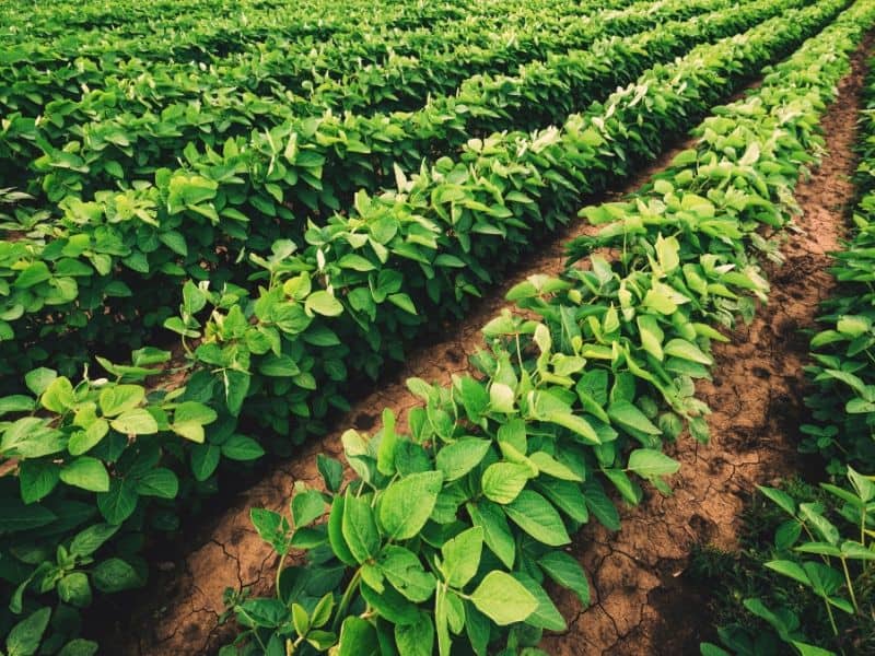 Rows of green plants