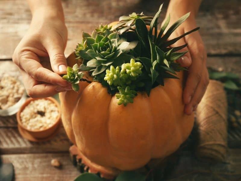 Pumpkin succulent planter