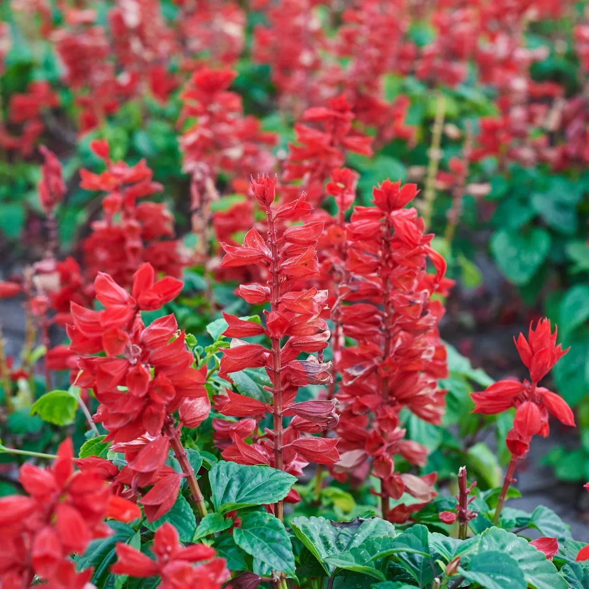 Bright red sage flowers.