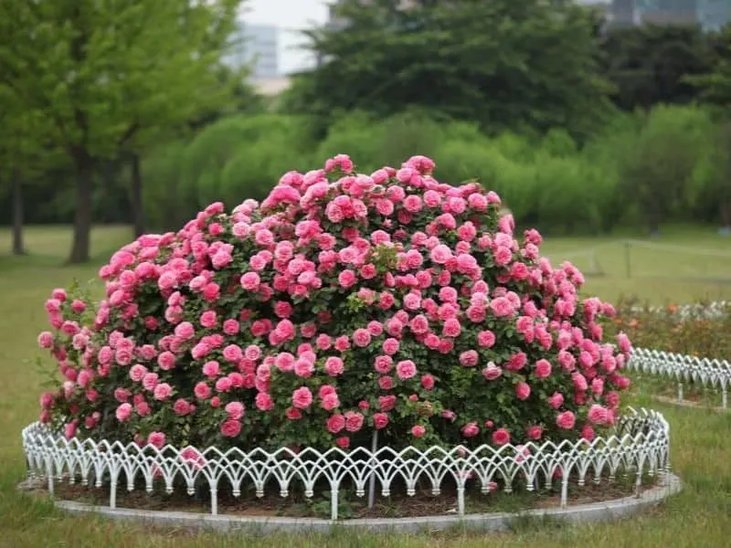 Roses planted in a circular raised bed and surrounded by a decorative white wire fence