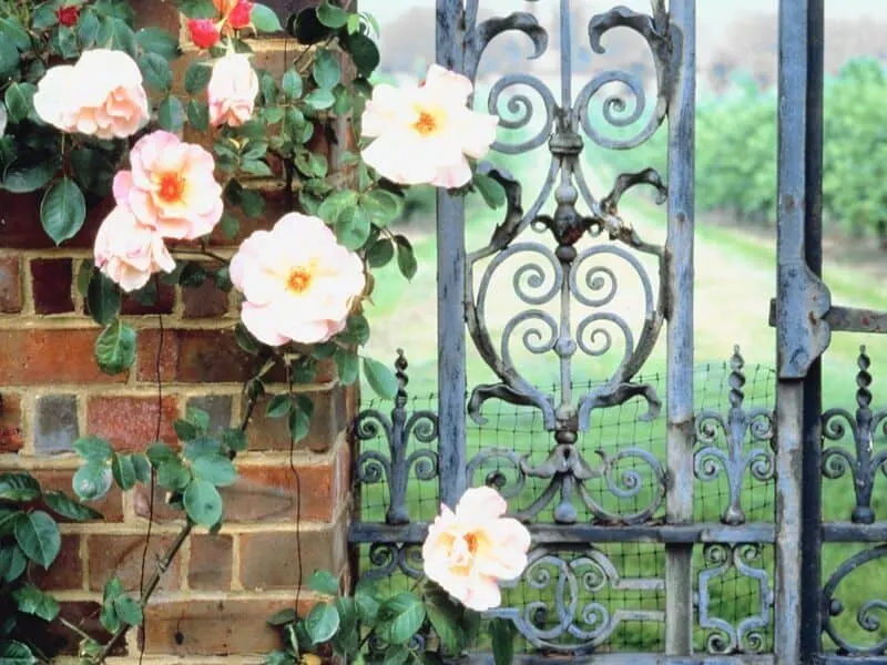 Pale pink roses behind a wrought iron fence