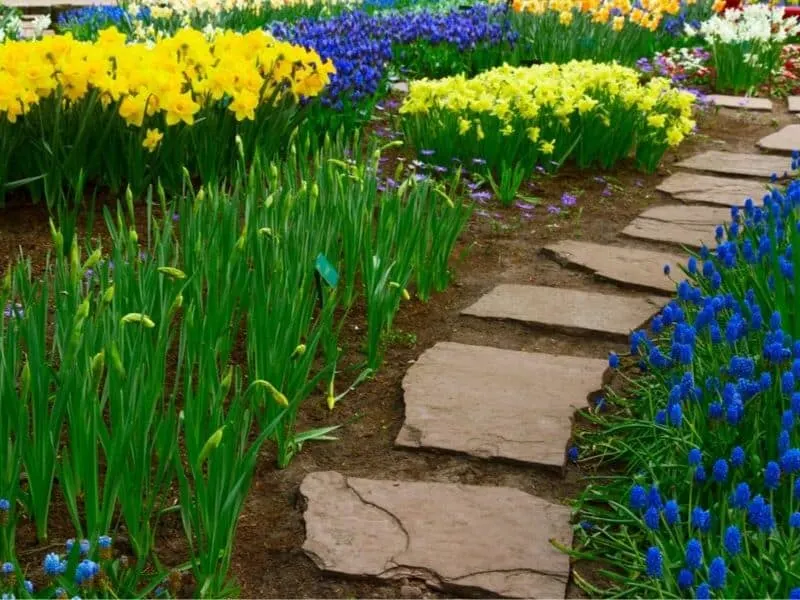 A stone path surrounded by yellow and blue spring flowers