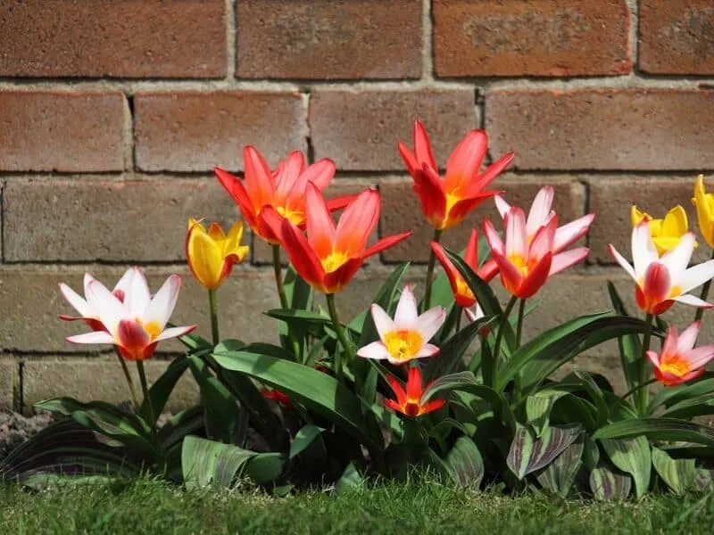 Open wide tulips