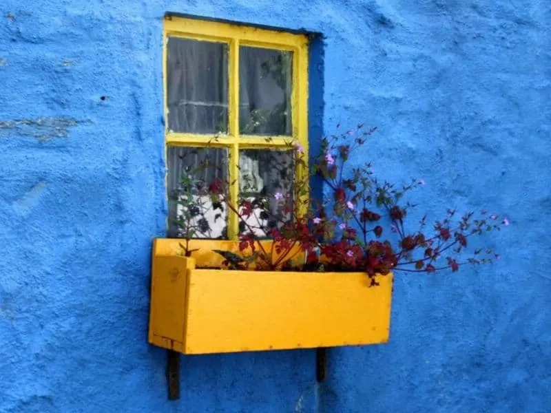 Vibrant colored window box on bright blue wall