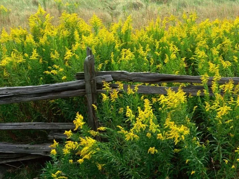Yellow flowers peeking from behind a fence
