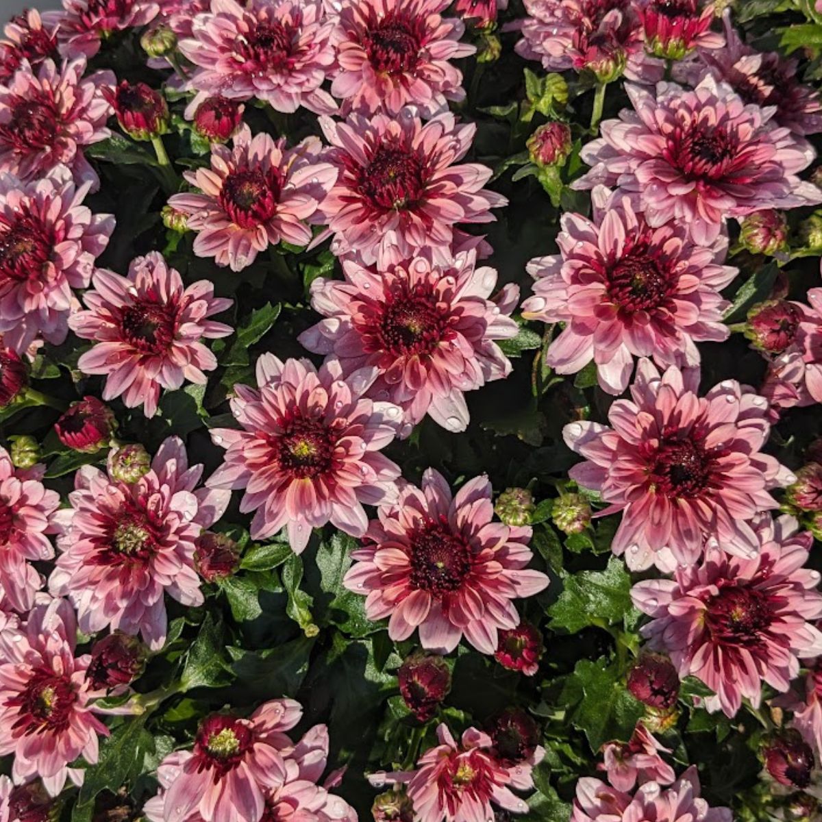 Berry blast mum flowers.