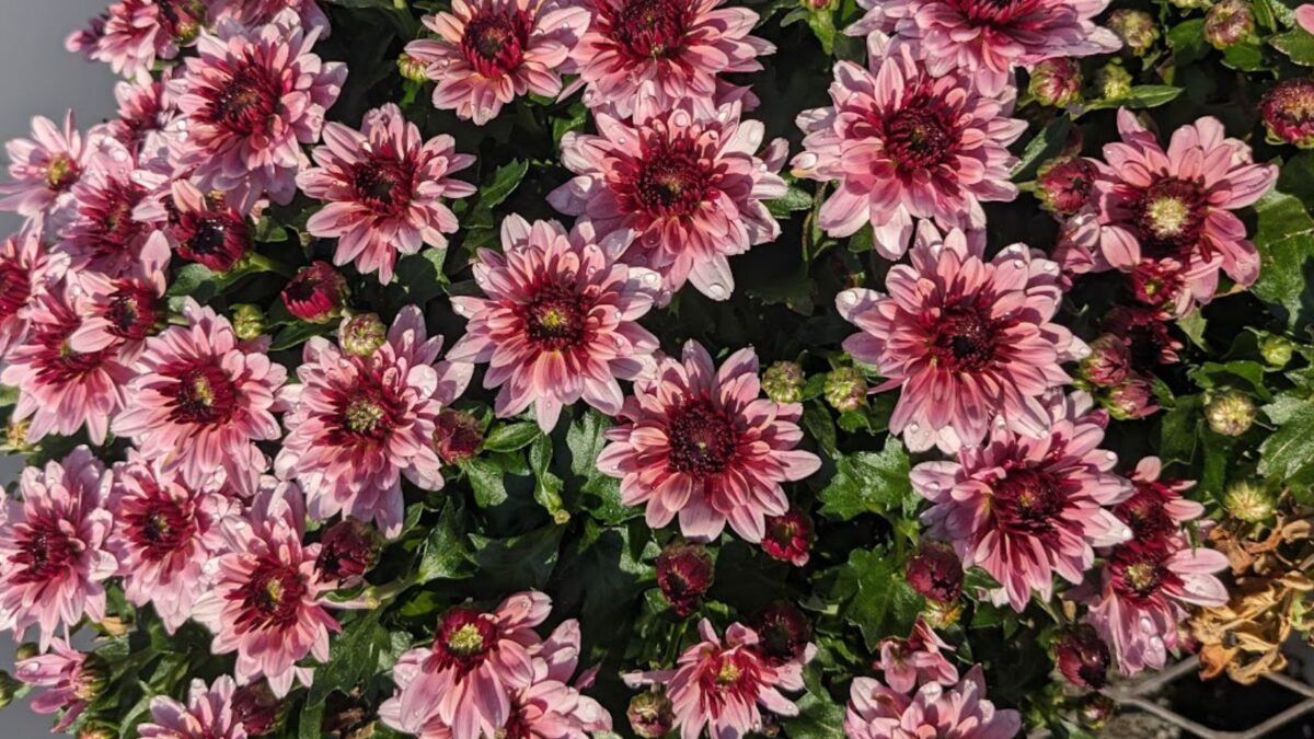 Berry blast mum flowers.