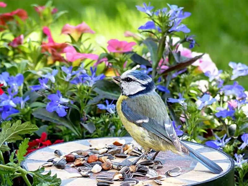 Bird in the flower garden