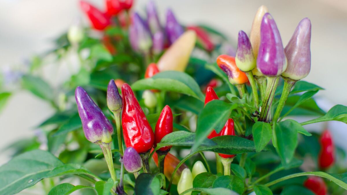 Bolivian ornamental chili.