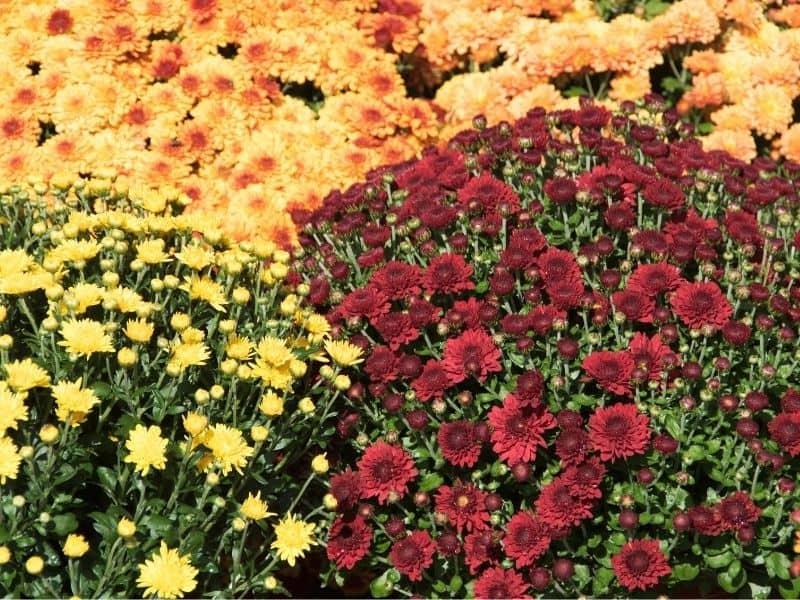 Yellow, orange and burgundy chrysanthemums