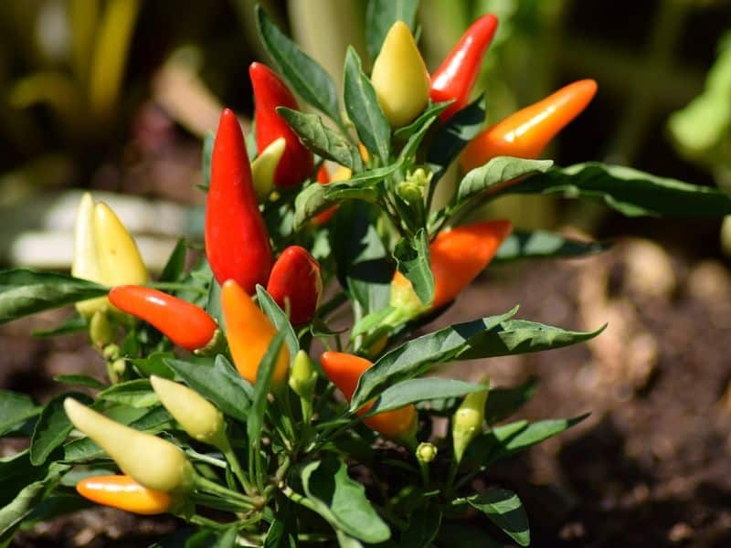 Small colorful peppers