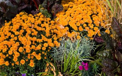 Fall garden corner, feautirun orange mums, ornamental kale and ornamental grass