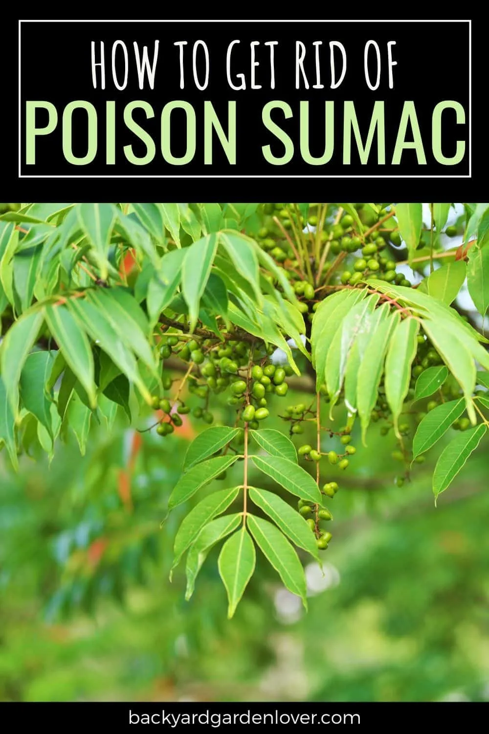 Poison sumac - how to get rid of it for good