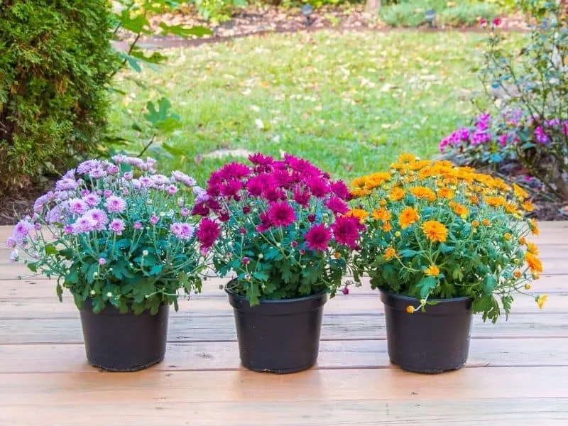 Three containers of mums in differnt colors