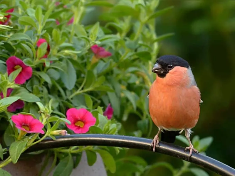 Orange bird and pink flowers