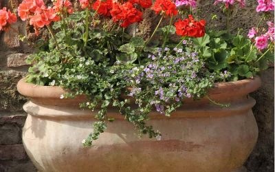 Oval ceramic planter with red flowers