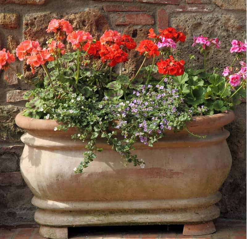 Oval ceramic planter with red flowers