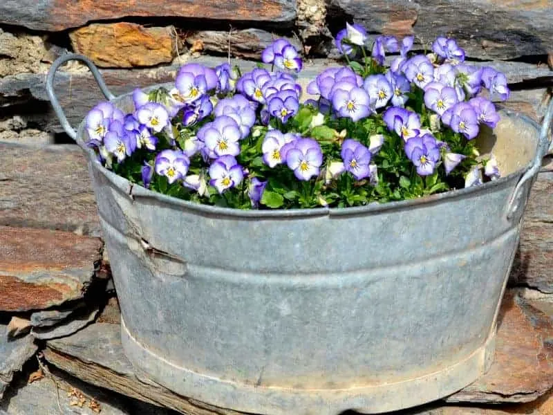 Oval metal planter with purple pansies