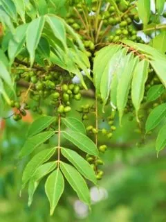 Poison sumac leaves and berries