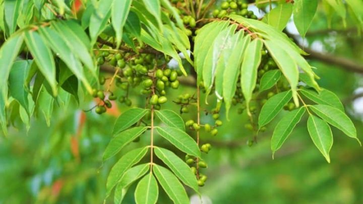 How To Get Rid Of Poison Sumac For Good