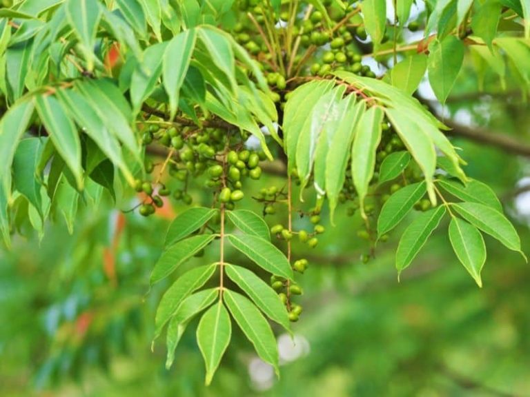 How To Get Rid Of Poison Sumac For Good
