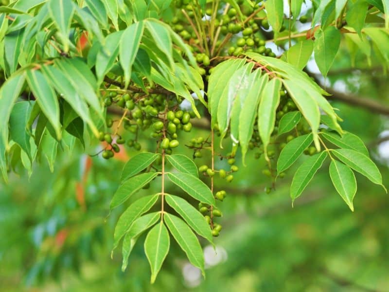 Poison sumac leaves and berries