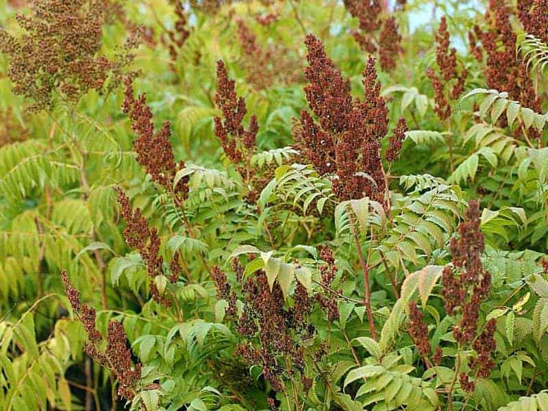 How To Get Rid Of Poison Sumac For Good