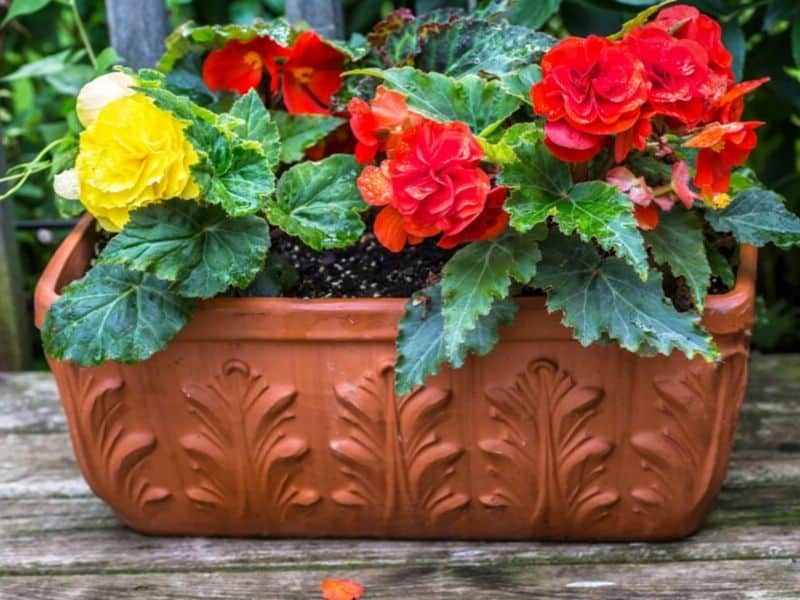 A self-watering ceramic planter filled with bright red and yellow flowers