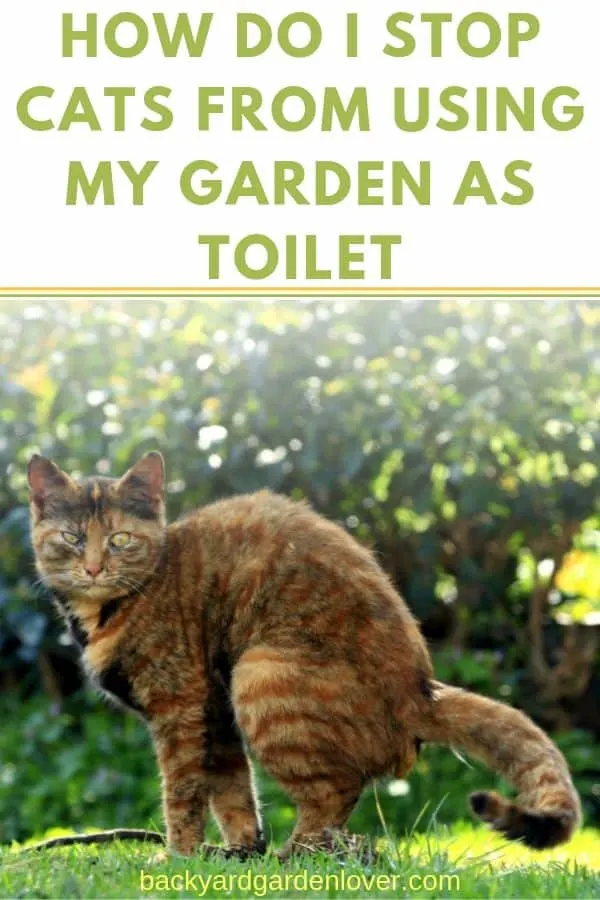 How can I stop cats from using my garden as a toilet - Pinterest image